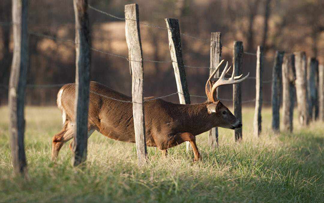 Affordable High Fence Deer Hunts: Your Gateway to Big Game