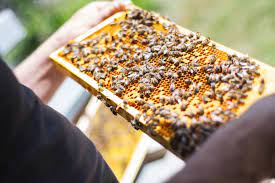 Beekeeping Supplies in the Lone Star State: Navigating the Buzz in Texas