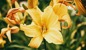 The Radiant Elegance of the Yellow Lily Flower: A Symbol of Joy and Renewal