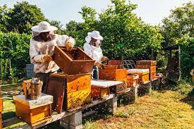 Navigating the Buzz: Texas Beekeeping Supplies with Free Shipping”