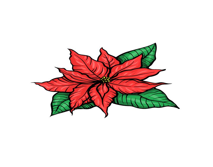 Poinsettia Drawing