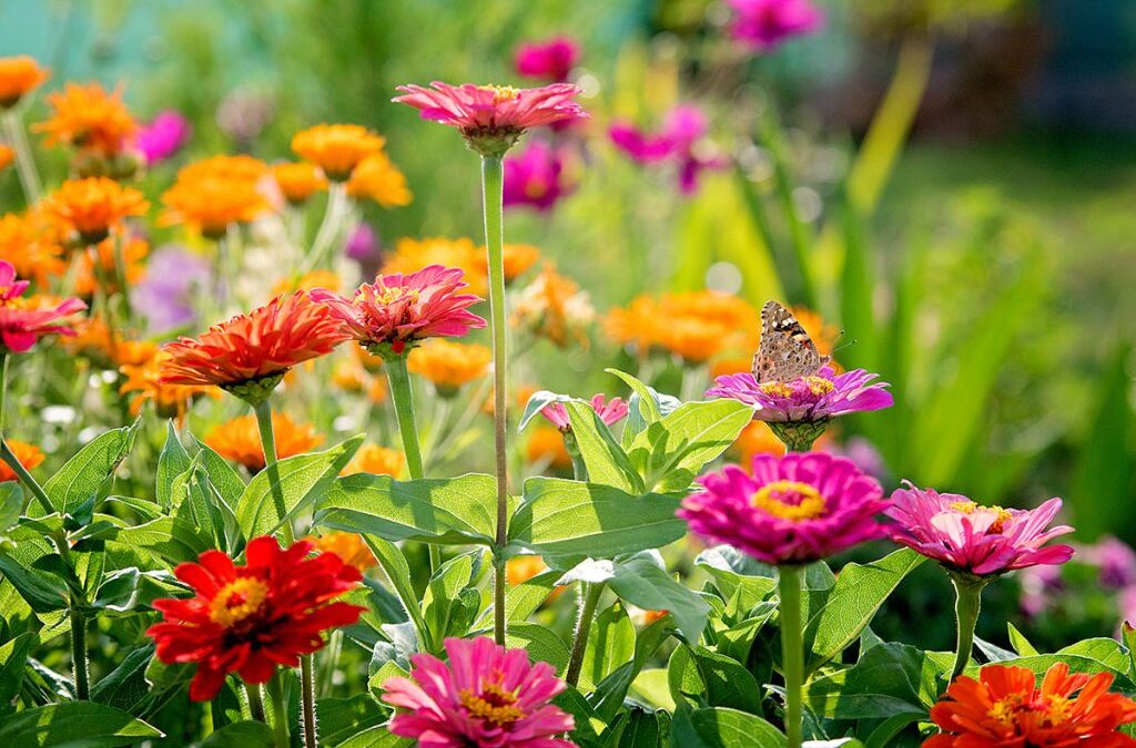 Flores de verano para un hogar soleado