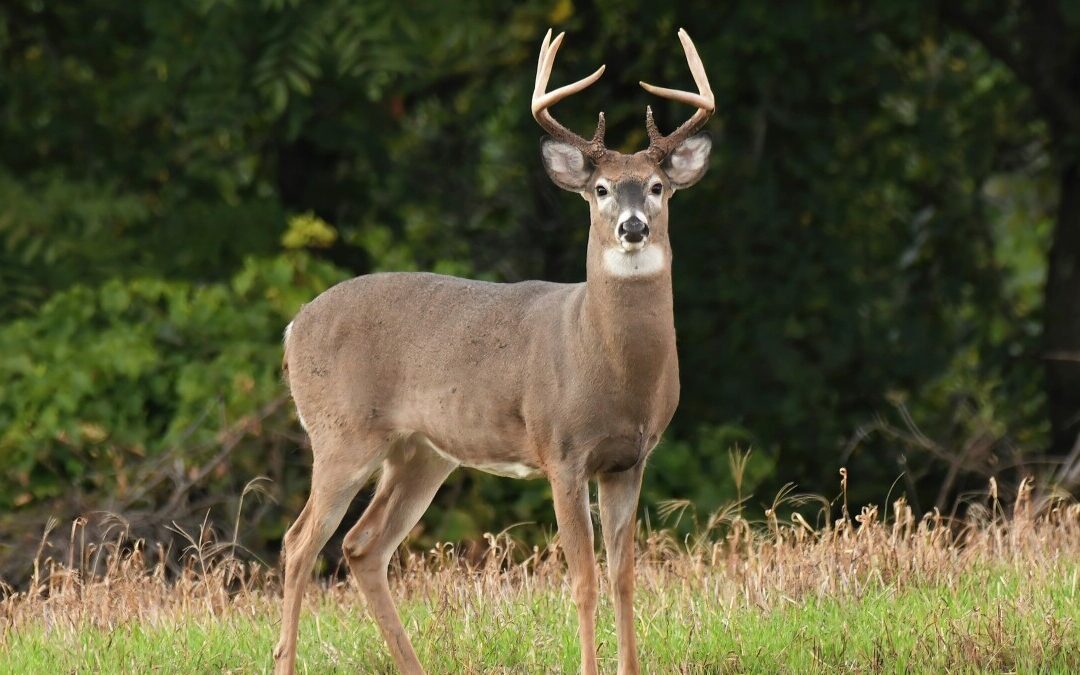 Unveiling the Beauty of Whitetail Hunting Preserves