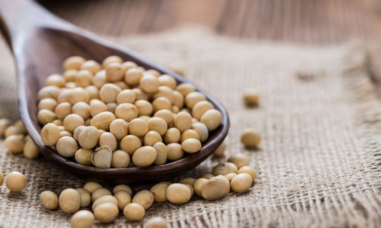 Soy Protein Ingredient Market: Unveiling the Powerhouse of Plant-Based Protein