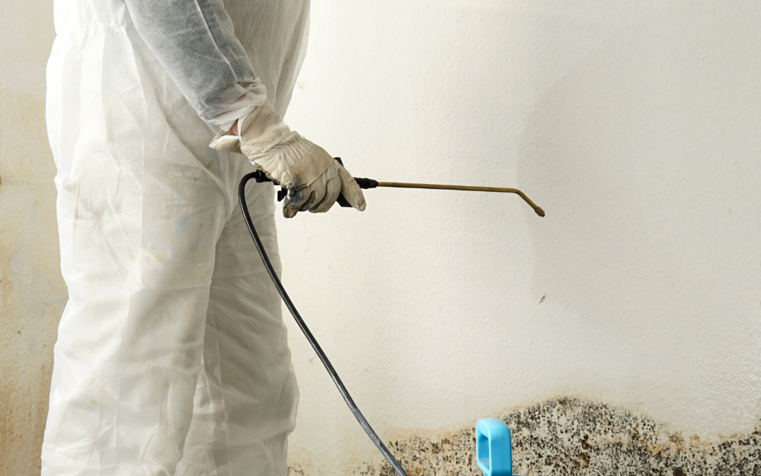 Let the Colors Pop: Rainbow Mold Removal Services Renew Your Space