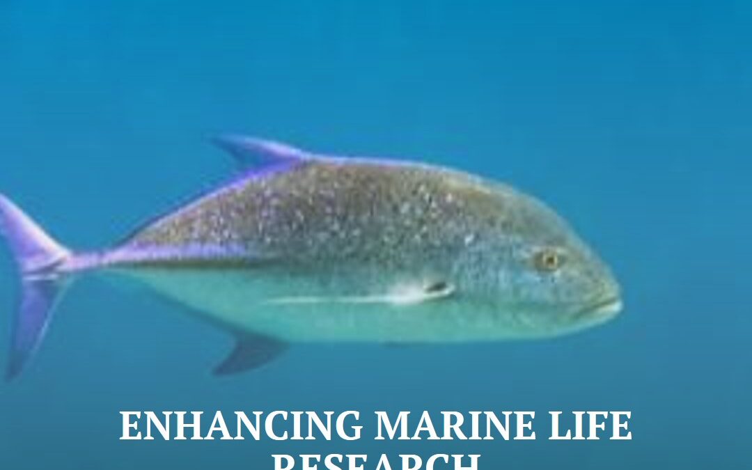 How Fish Tagging Systems Enhance Marine Life Research