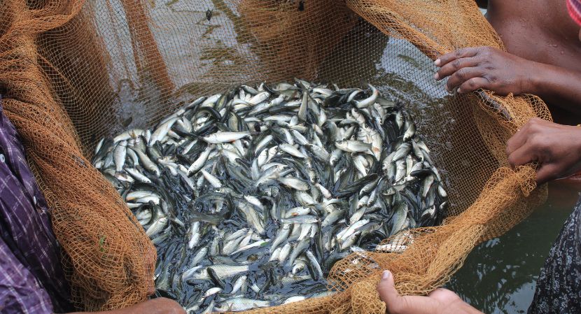 India Fish Market Outlook 2024-2032: Growth, Trends, and Future Opportunities