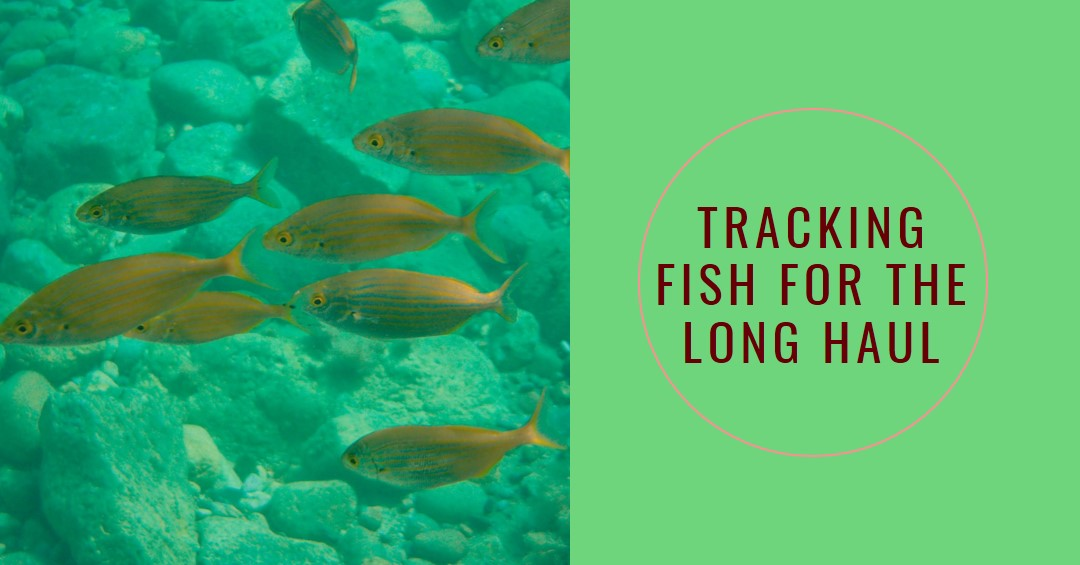 PIT Tagging vs. Satellite Tags for Long-Term Fish Tracking: Which Is Better?