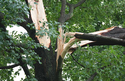 How Do Professionals Handle Emergency Tree Services?