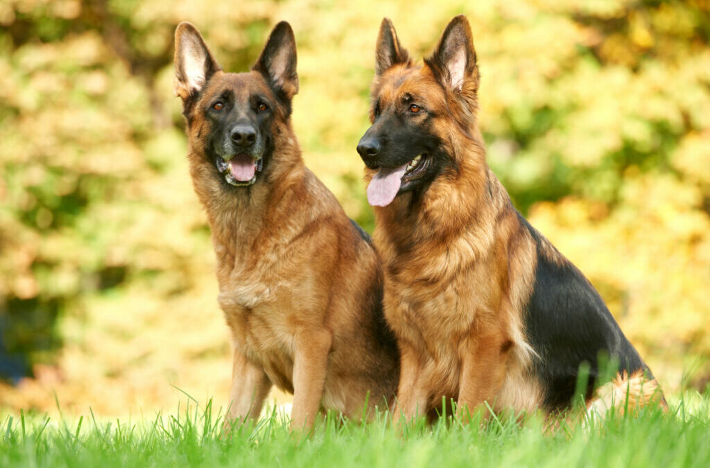 The Complete List of Dog Breeds