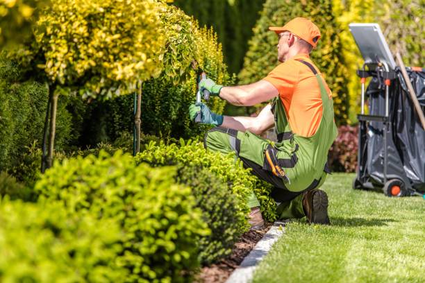 Top Garden Maintenance Services in Dubai for You